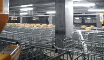 Свиноферма в Китае – система кормления от компании SKIOLD